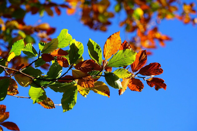 Die grünen Blätter des "Baum des Jahres 2022" verfärben sich im Herbst orange und rot.