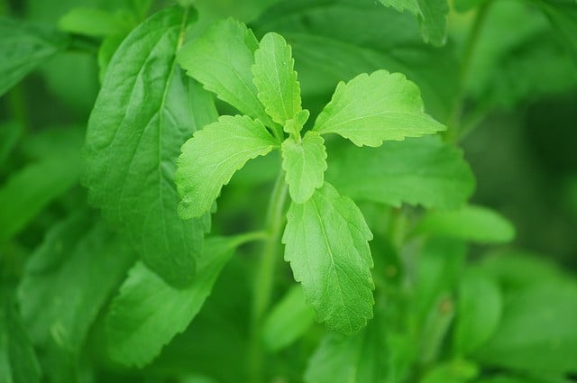 Stevia-Pflanzen Stevia-Pflanzen als veganer Honig, Honigalternative