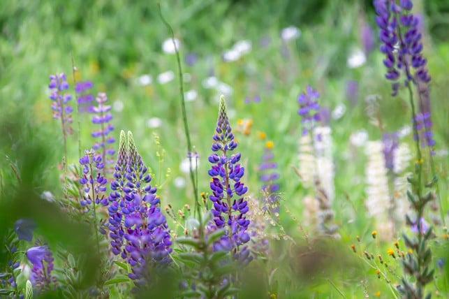 lupinen-eigenen-sich-gut-als-gruenduenger-cc0-pixabay-klickblick-201127_download Lupinen eigenen sich gut als Gründünger.