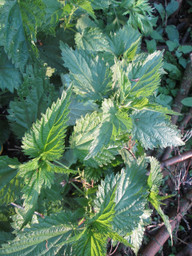 brennnesseln-wachsen-an-ganz-unterschiedlichen-ort-cc0-pixabay-polala-190222_download Brennnesseln wachsen an ganz unterschiedlichen Orten.