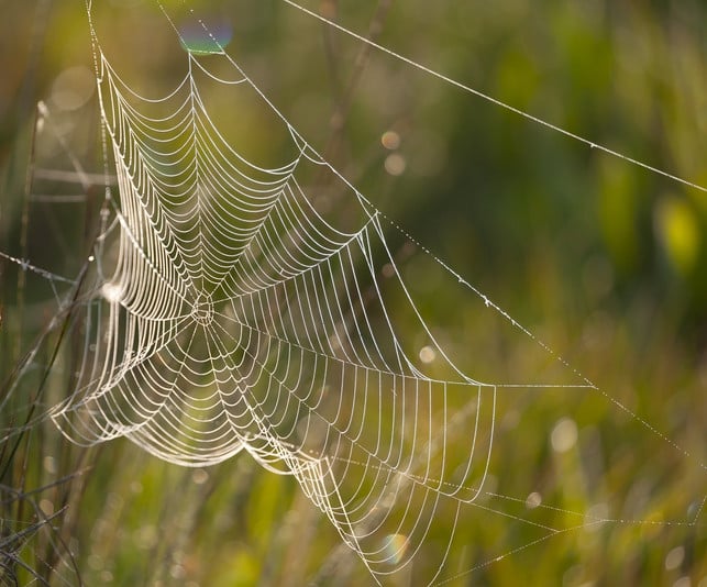spinnweben-im-sonnenlicht-ein-markenzeichen-des-a-cc0-pixabay-theotherkev-231005_download Spinnweben im Sonnenlicht: Ein Markenzeichen des Altweibersommers.