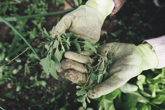 In order to protect your back in the garden, you should pay attention to the correct posture, especially near the ground.