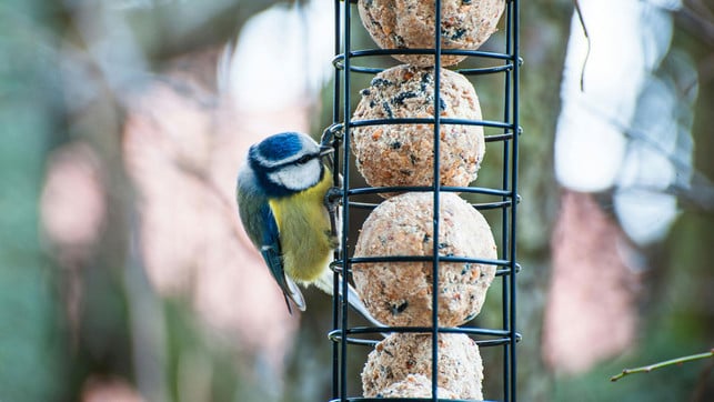 meisenknoedel-alternative-p-FelixRehm Gefahr für Vögel? Was du über Meisenknödel unbedingt wissen solltest