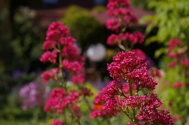 wer-rot-und-pinktoene-mag-erfreut-sich-an-der-spo-cc0-pixabay-kriemer-200312_download Dauerblüher: Wer Rot- und Pinktöne mag, erfreut sich an der Spornblume.