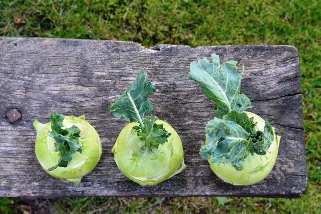 kohlrabi-roh-zu-essen-ist-bei-frischer-ware-kein-cc0-pixabay-utroja0-210709_download Kohlrabi roh zu essen, ist bei frischer Ware kein Problem und sogar sehr gesund.