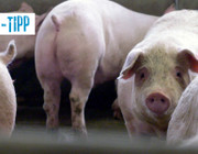 TV-Tipp: Armes Schwein - fettes Geschäft (Arte)