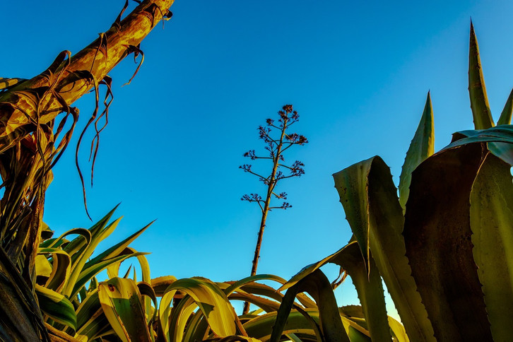 Agave: Richtig pflanzen und berwintern - Utopia.de
