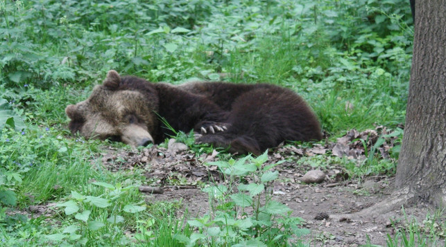 in-einem-baerenwald-koennen-gerettete-baeren-zu-ihren-luise-rau-utopia-200619_download In einem Bärenwald können gerettete Bären zu ihren Urinstinkten zurückkehren.