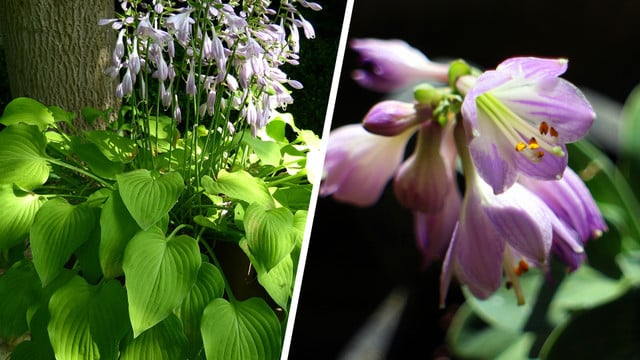 funkien-geheimtipp-pb-hans-hempelfrankfurt-230905-1920x1209