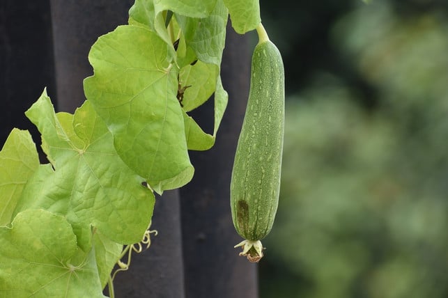 die-frucht-der-luffa-pflanze-aehnelt-der-zucchini-cc0-pixabay-sandeephanda-180722_download Die Frucht der Luffa-Pflanze ähnelt der Zucchini