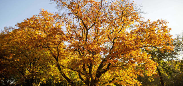 Baum des Jahres 2025 gewählt: Kannst du ihn benennen?