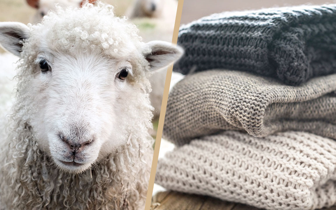 Schafwolle als alternativer und nachhaltiger Dämmstoff