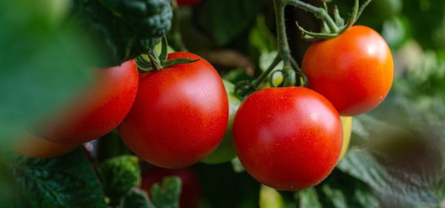 Verwende für dein Tomaten-Risotto am besten regional-saisonale Tomaten.