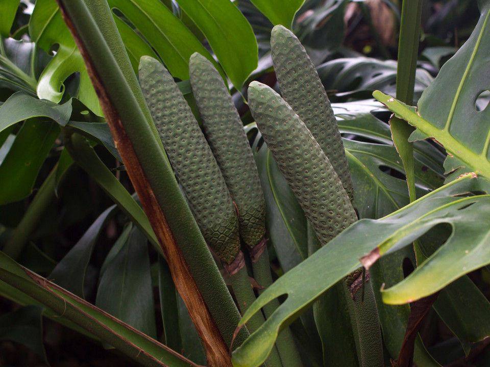 Monstera trgt Frchte: Sind sie giftig oder essbar? - Utopia.de