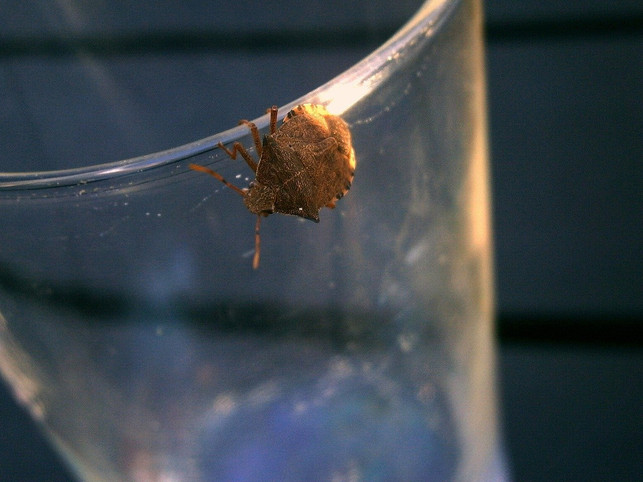 im-herbst-suchen-sich-die-baumwanzen-haeufig-einen-cc0-pixabay-eukalyptus-191113_download Im Herbst suchen sich die Baumwanzen häufig einen Weg in warme Wohnungen.