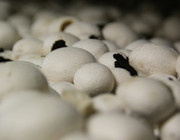 champignons züchten