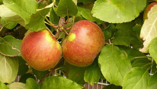 santana-apfel-cc0-pixabay-gickel-210308 Santana Apfel