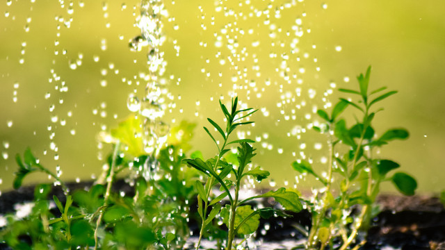 Kostenloser Gartentrick: Dieses Wasser tut Pflanzen besonders gut pflanzen gießen wasser kostenlos gartentrick