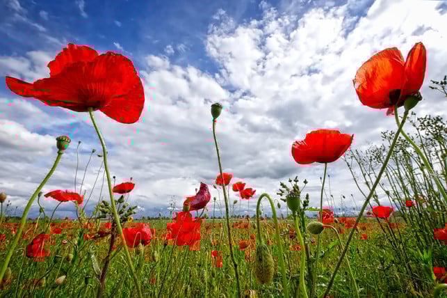 Klatschmohn gießen, pflegen und pflanzen So geht's Utopia.de