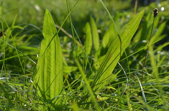 Spitzwegerich-Blaetter-Londers-coughing-CC0-Pixabay-Cornelinux-180424_Download Spitzwegerich leaves are a proven home remedy for dry irritable cough.