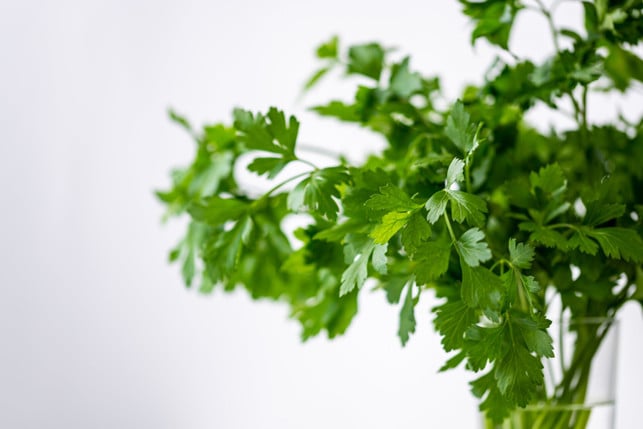 ein-klassiker-in-vielen-deutschen-gaerten-koriande-cc0-pixabay-ka_re-250405_download Ein Klassiker in vielen deutschen Gärten: Koriander macht sich auch ganz prima im selben Beet mit deinen Erdbeeren.