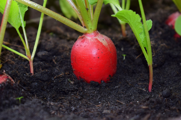 düngemittel für rasen Volldünger NPK 15-15-15 Frühjahr, Sommer und Herbst – TerraDomi Onlineshop main image 0