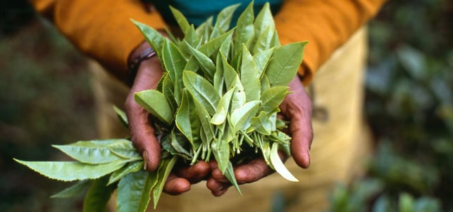 150908-schwarztee-tee-oekotest_z_TransFair-e.V._Santiago-Engelhardt_1280x600 Schwarztee & Co: Teeanbau ist oft nicht fair