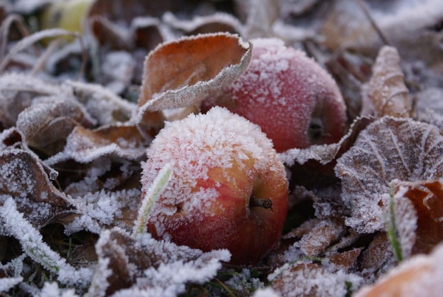 kaltkeimer-brauchen-frostige-temperaturen-um-erfo-cc0-pixabay-corneliagross-250110_download Kaltkeimer brauchen frostige Temperaturen, um erfolgreich zu keimen.