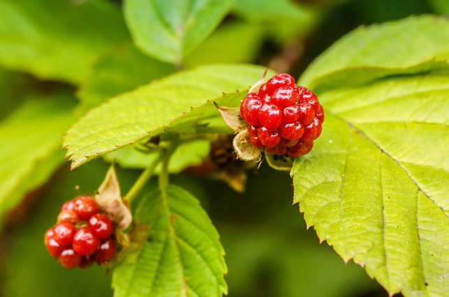 boysenbeeren-wachsen-am-besten-an-einem-sonnigen-u-cc0-pixabay-photorama-240122_download Boysenbeeren wachsen am besten an einem sonnigen und windgeschützten Platz.