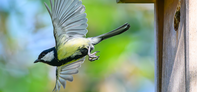 Stunde der Gartenvögel