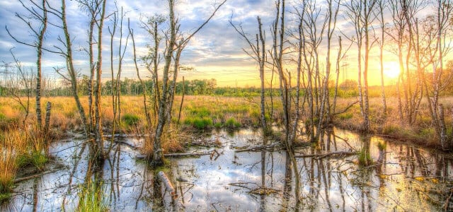 Ein Sumpf entsteht oft in Waldnähe oder am Seeufer