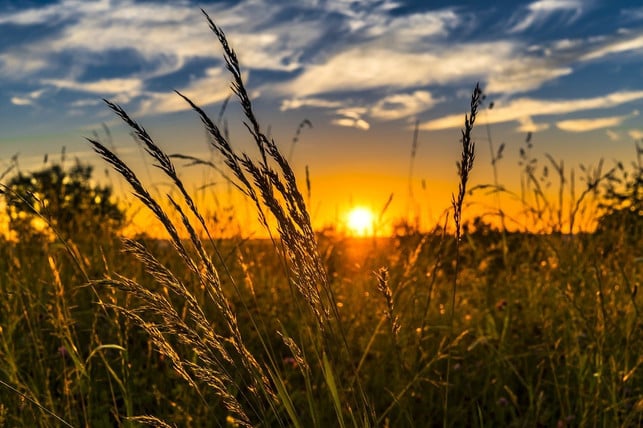 To protect against ticks, you should wear long trousers in the knee -high grass.