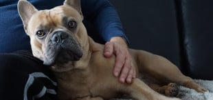 hunde streicheln