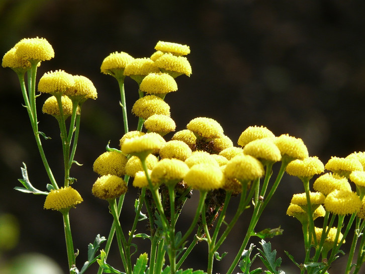 Rainfarn gegen Blattluse & Co.: So hilft er dir im Garten - Utopia.de