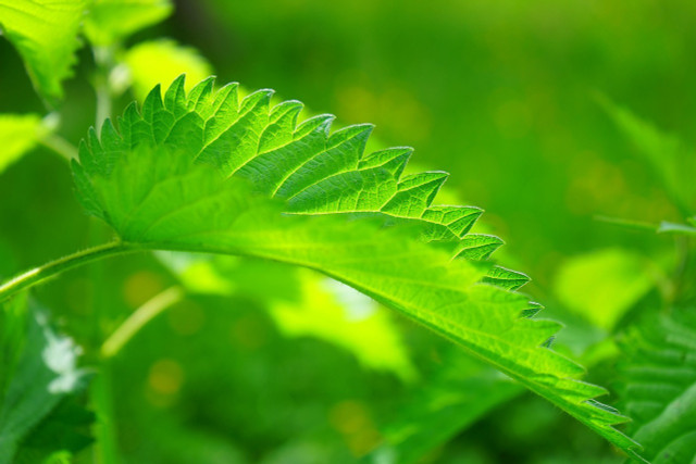 Best for nettle tea: Young shoots in clean places.