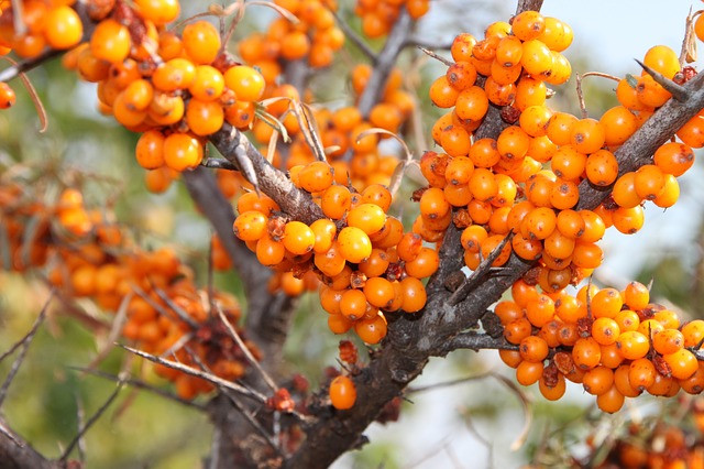 buckthorn-87845_640 Sanddorn, die heimische Vitamin-C-Bombe (Ascorbinsäure)