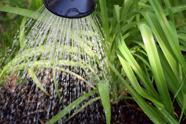 spargelwasser-kannst-du-mithilfe-einer-kleinen-gie-cc0-pixabay-annawaldl-250221_download Spargelwasser kannst du mithilfe einer kleinen Gießkanne ausbringen.