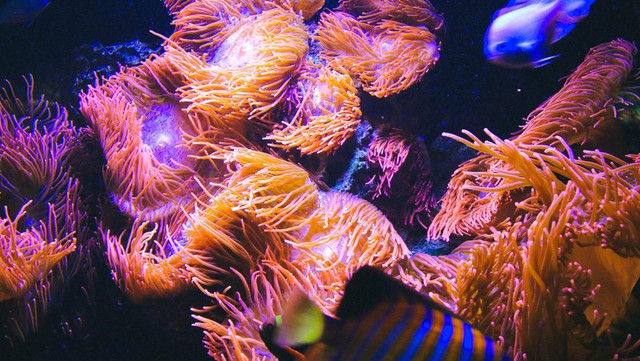 versauerung der meere-us- Anastasia Dulgier-200325-1280x720 Versauerung der Meere