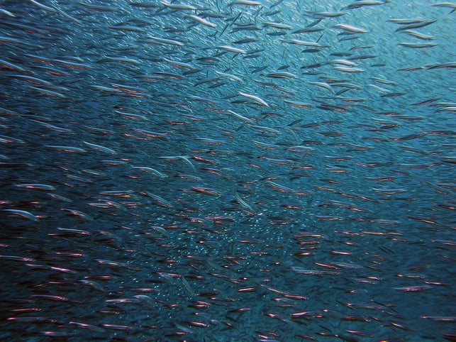 ohne-reiche-fischbestaende-haben-grosse-raeuber-muehe-cc0-pixabay-joakant-221223_download Ohne reiche Fischbestände haben große Räuber Mühe, genügend Nahrung zu finden.