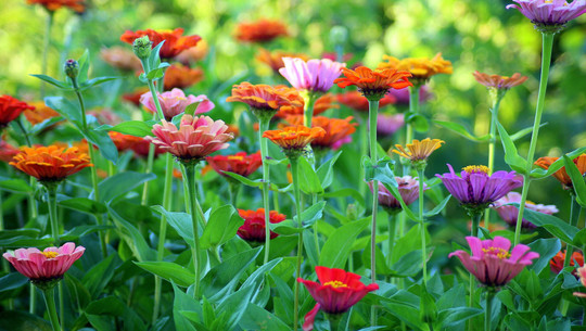 zinnine-samen-sammeln-cc0--pixabay--_alicja_-250807 Zinnine-Samen sammeln