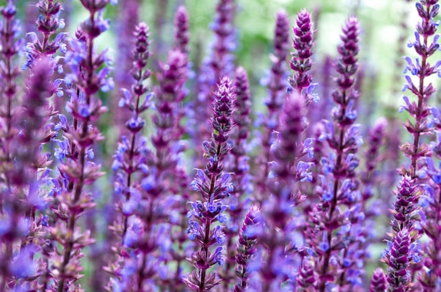 huebsch-robust-bienenfreundlich-und-vielseitig-in-cc0--pixabay--wal_172619-250731_download Hübsch, robust, bienenfreundlich und vielseitig in der Küche verwendbar: Salbei gehört aus vielen Gründen in deinen Garten.