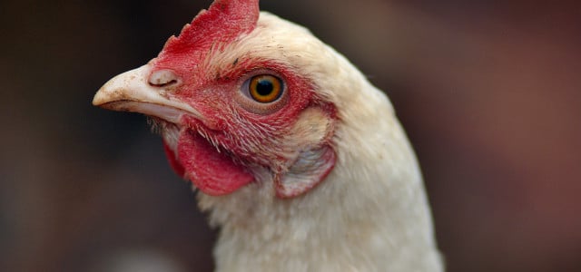 91.000 Tiere müssen wegen Ausbruch der Vogelgrippe in Bad Bentheim getötet werden
