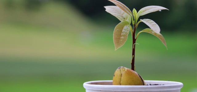 Avocado züchten: Avocadokern einpflanzen