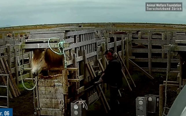 Videoaufnahmen von Pferden auf Blutfarmen Neben Island halten Uruguay, Argentinien und China Stuten für den Verkauf von Blut beziehungsweise PMSG.