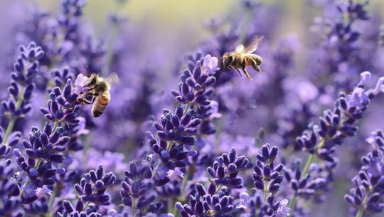 bienenfreundliche-pflanzen-lavendel-cc0-public-domain-pixabay-castleguard-170801 bienenfreundliche Pflanzen Lavendel