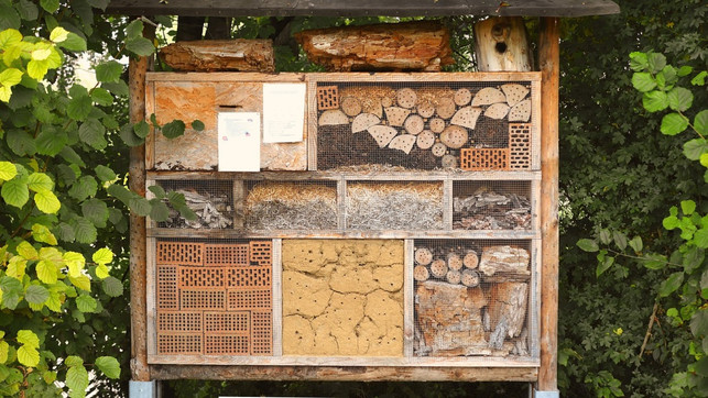 insektenhotel-standort-cc0-pixabay-monikap-190510 insektenhotel standort