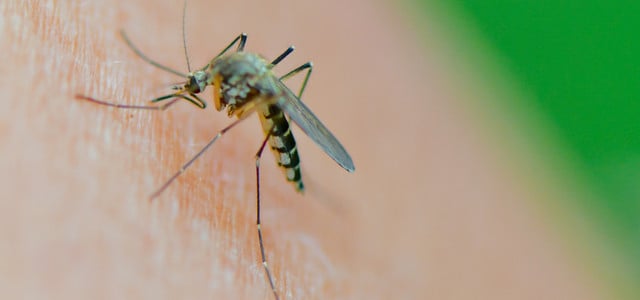Die WHO warnt vor dem Dengue-Fieber