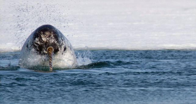 unsere-erde-2-narwal-z-universum-180315-1280x680 Unsere Erde 2 Narwal