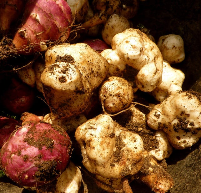 1-topinambur-flickr- Topinambur: Knollen und Wurzeln im Winter