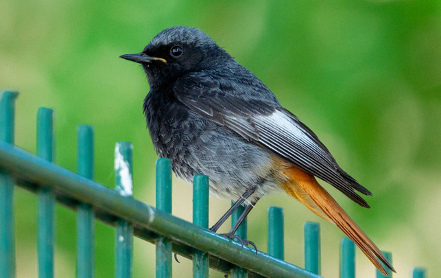 Vogel des Jahres 2025 gewählt: Kannst du ihn benennen? Vogel des Jahres 2025 gewählt: Kannst du ihn benennen?